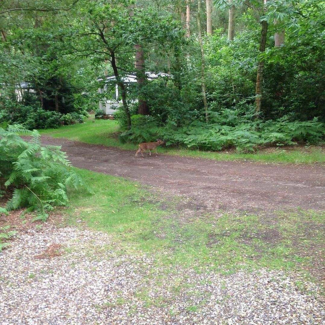 Kelling Heath Holiday Park - Holiday Accommodation 13133