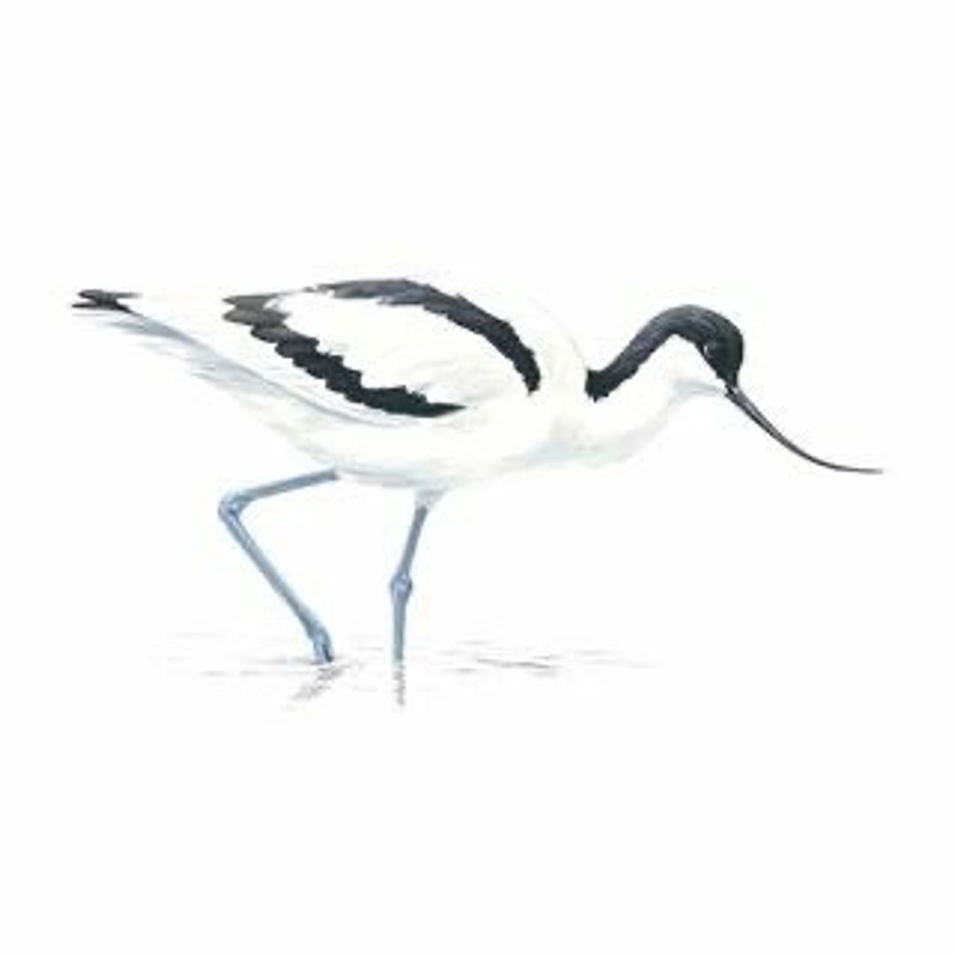 Pinewoods Holiday Park - Holiday Accommodation 19805