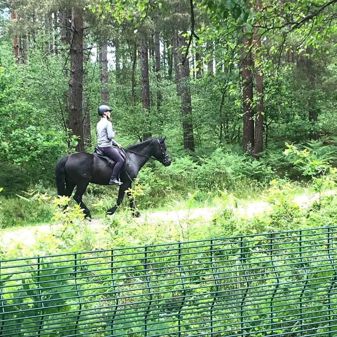 Oakdene Forest Park - Holiday Accommodation 21736