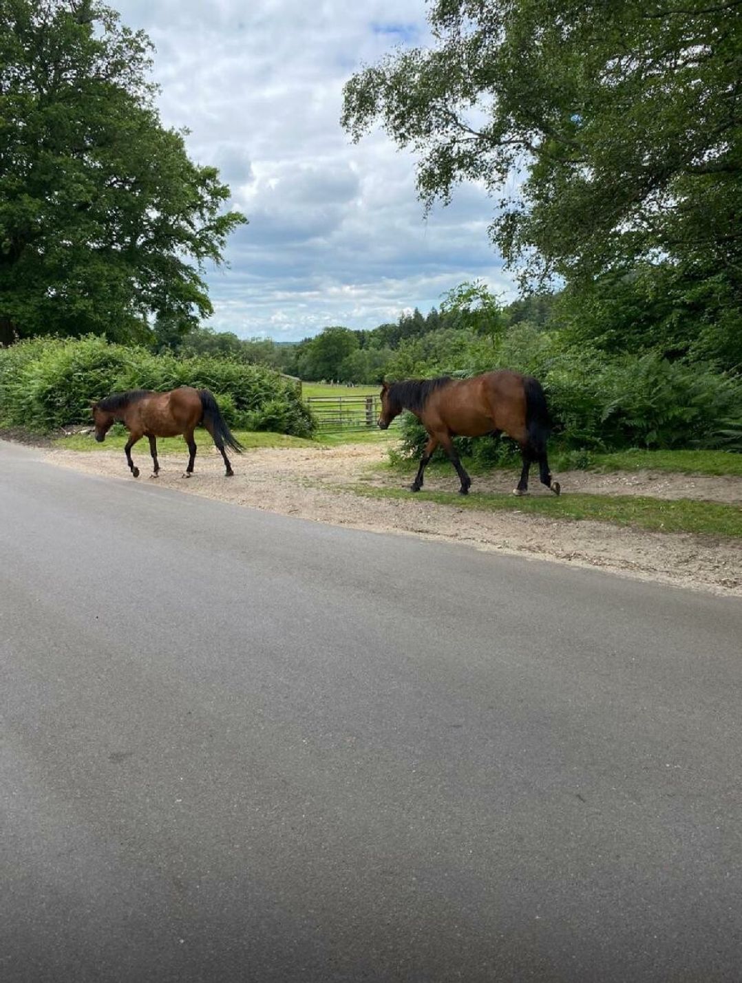 Shorefield Country Park - Holiday Accommodation 20550