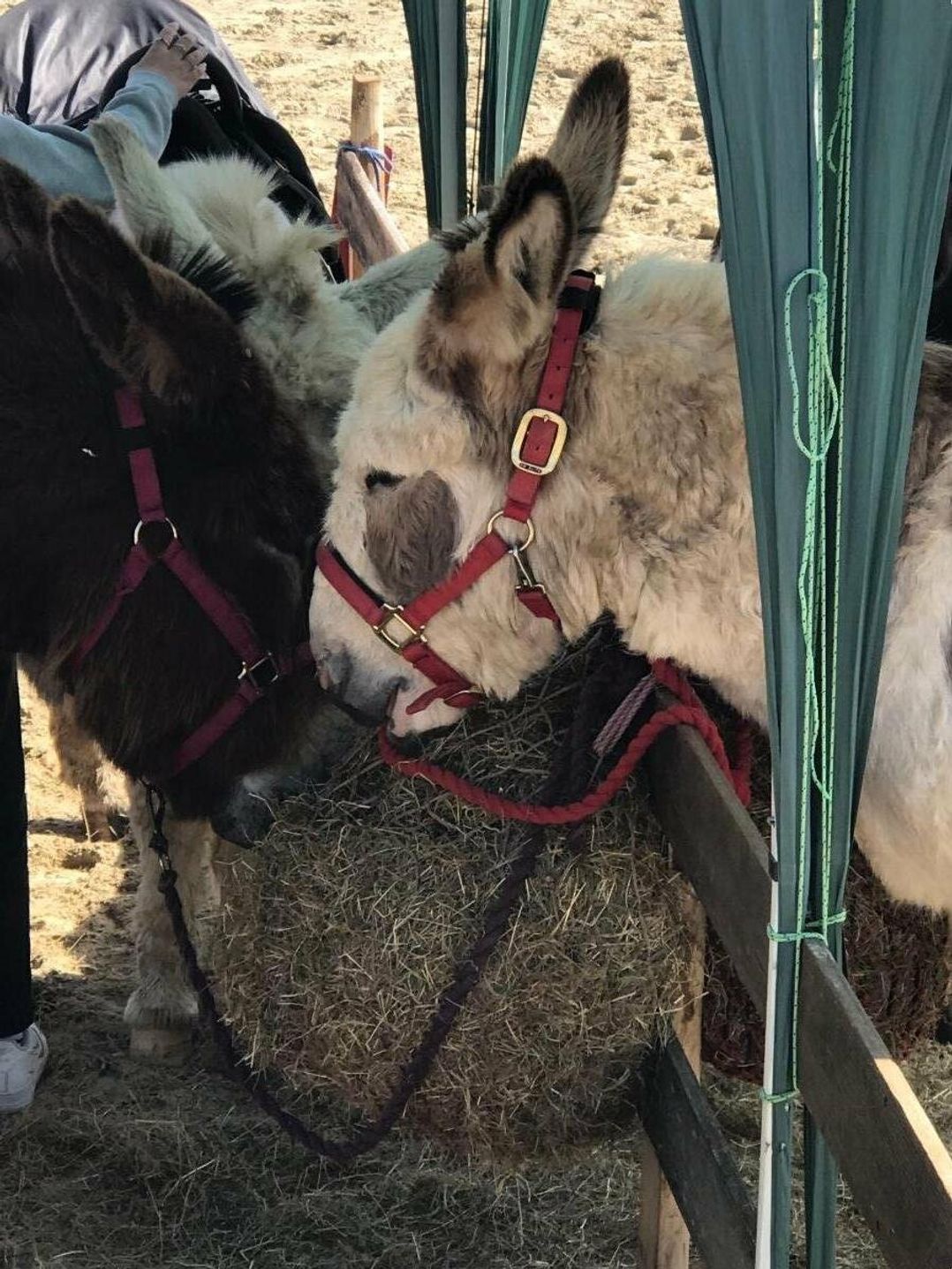 Waterside Bowleaze Cove Holiday Park - Holiday Accommodation 10666