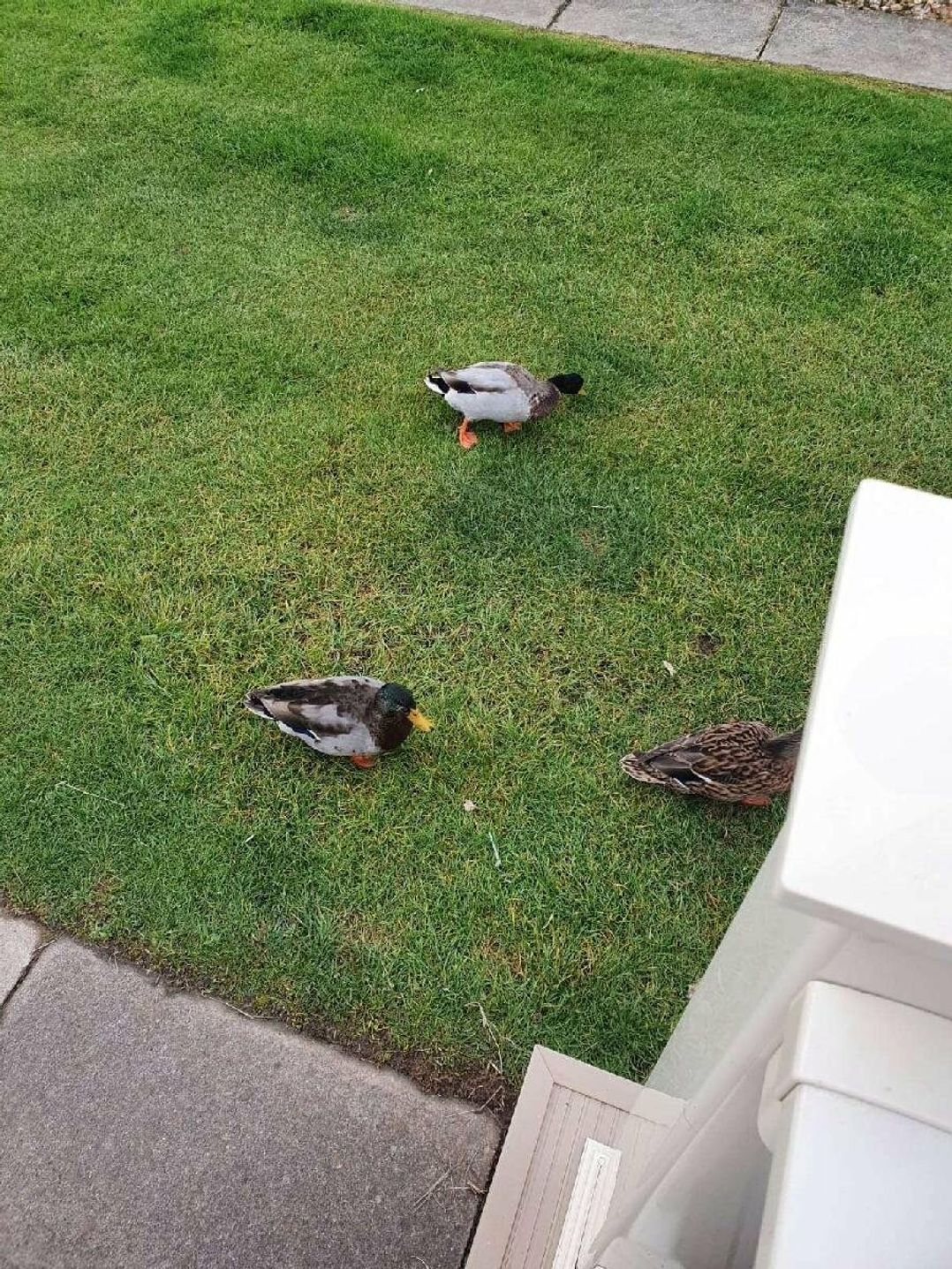 Southview Holiday Park - Holiday Accommodation 10733