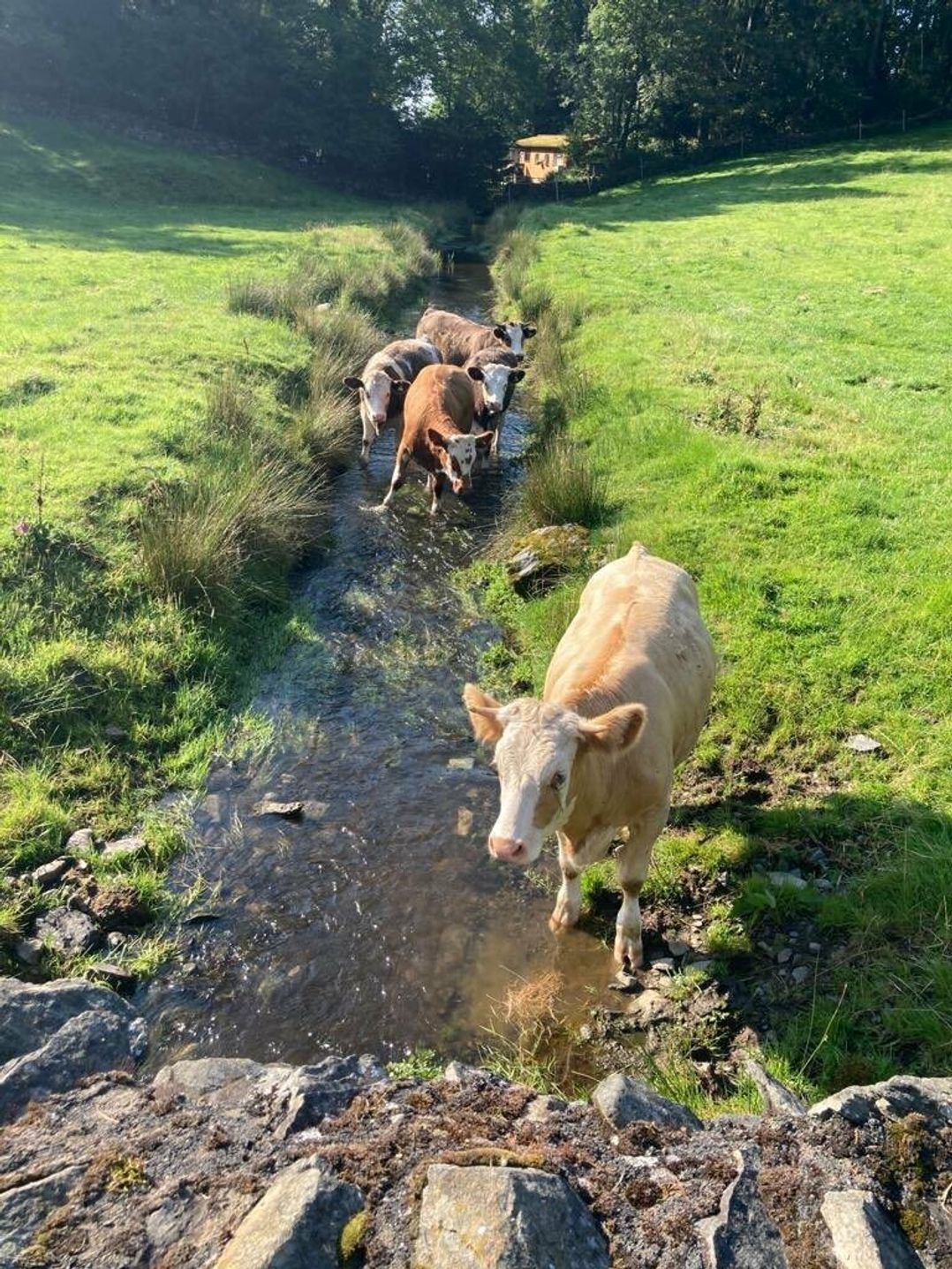 Black Beck Farm - Holiday Accommodation 1212