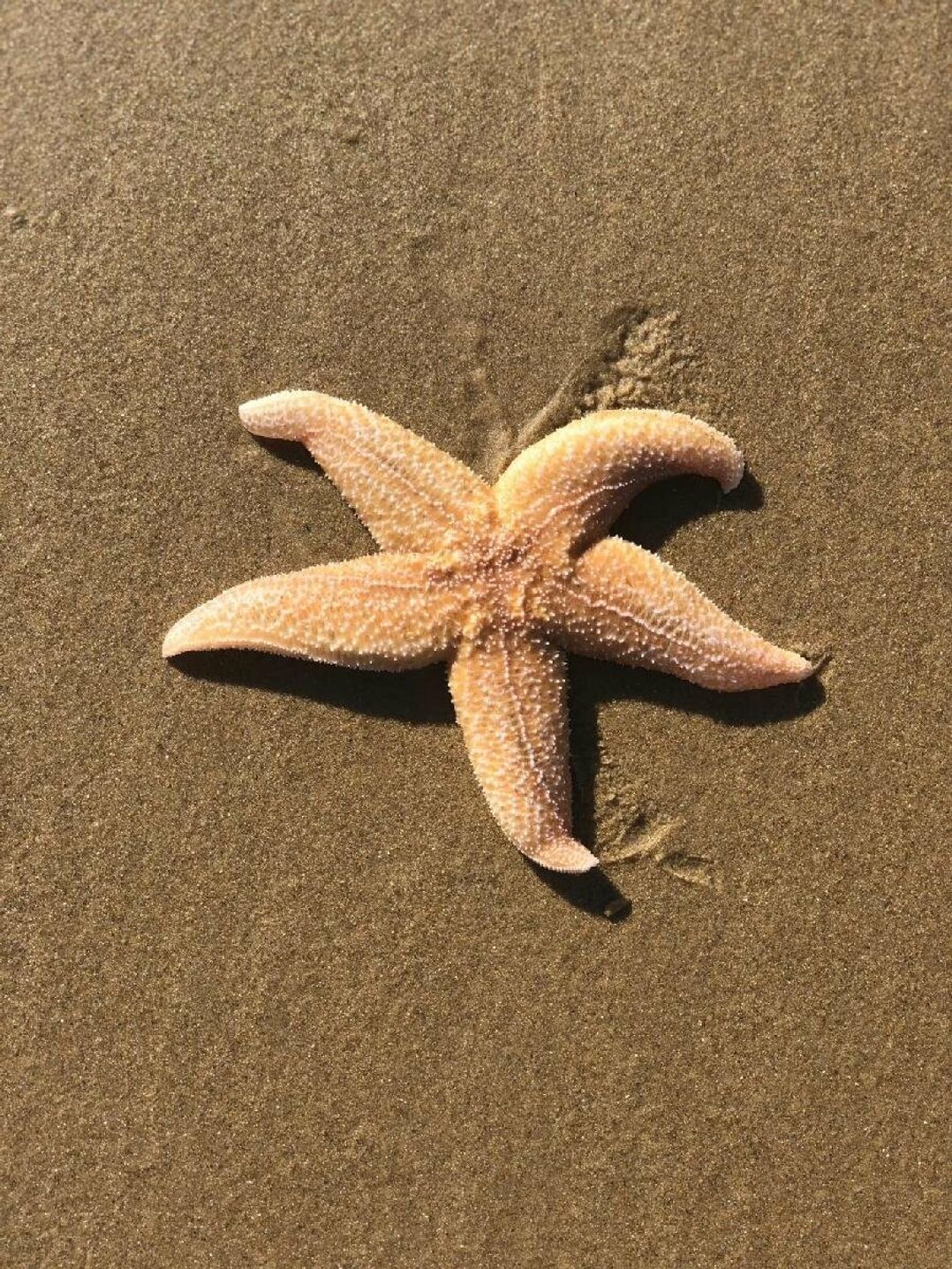 Pinewoods Holiday Park - Holiday Accommodation 12627