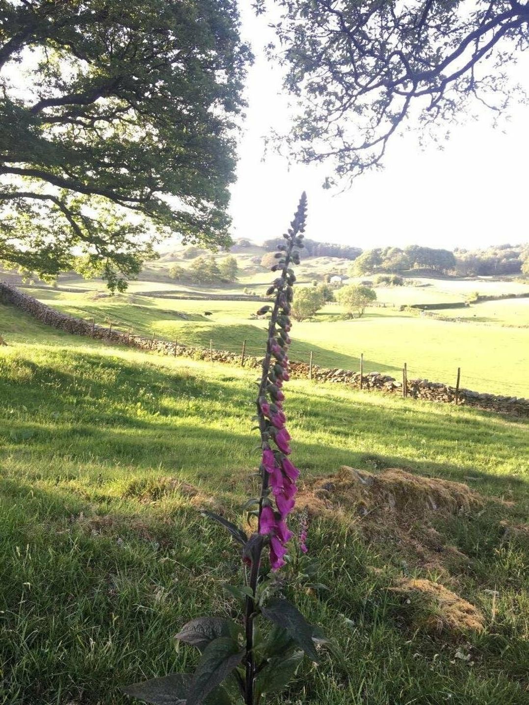 Black Beck Farm - Holiday Accommodation 1541