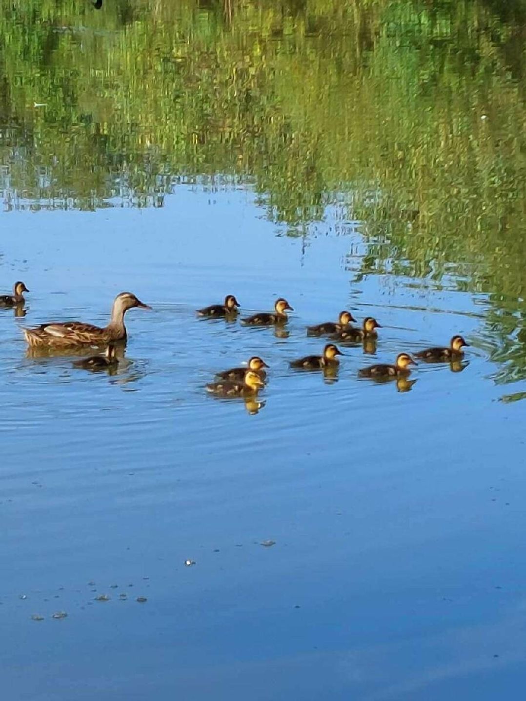 7 Lakes Country Park - Holiday Accommodation 16322