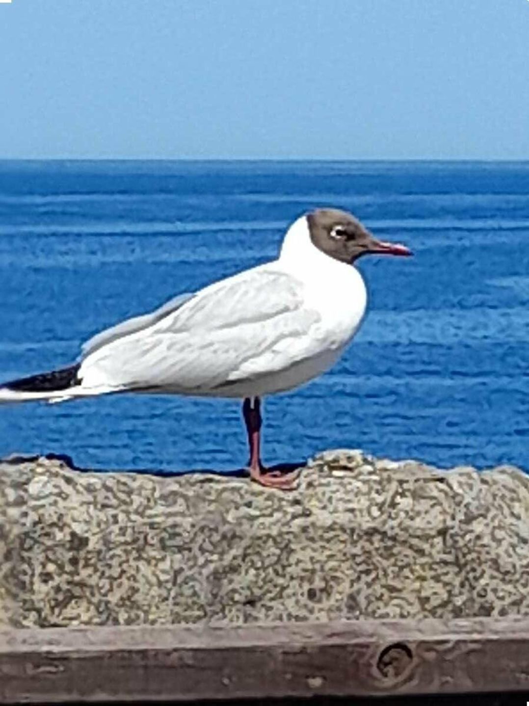 Berwick Holiday Park - Holiday Accommodation 16328