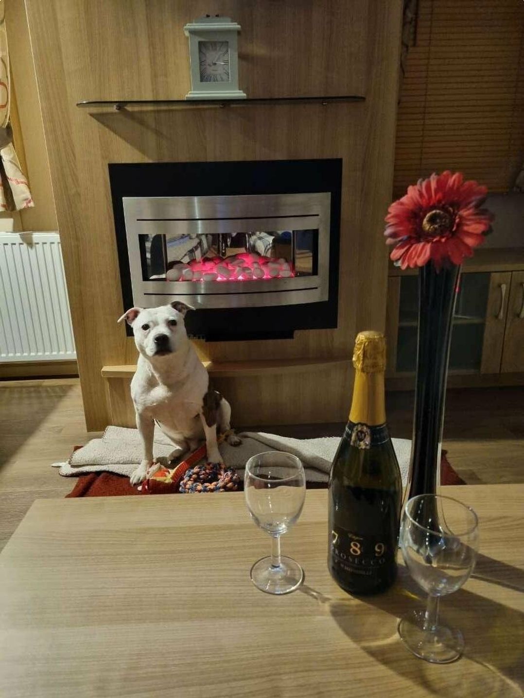 Blue Dolphin Holiday Park - Holiday Accommodation 19443