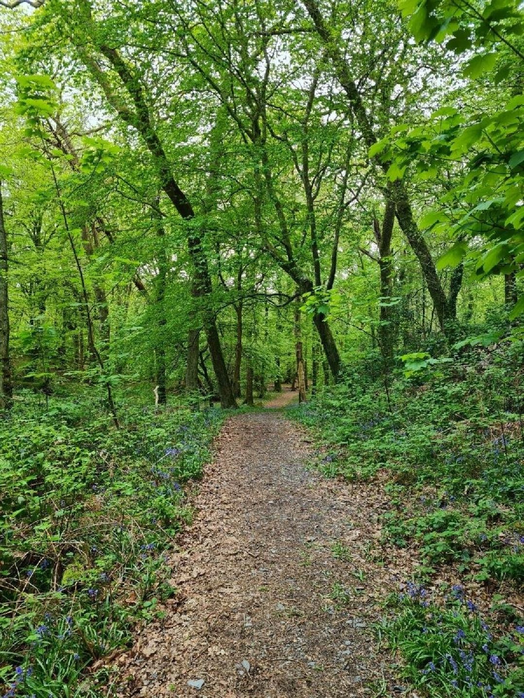 Aberdunant Hall Holiday Park - Holiday Accommodation 19672