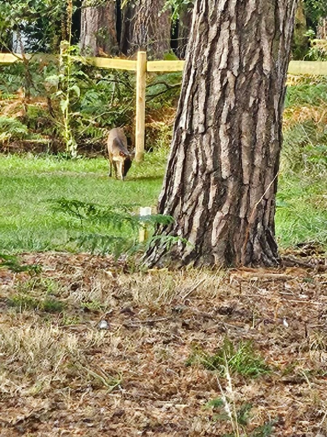 Kelling Heath Holiday Park - Holiday Accommodation 20762