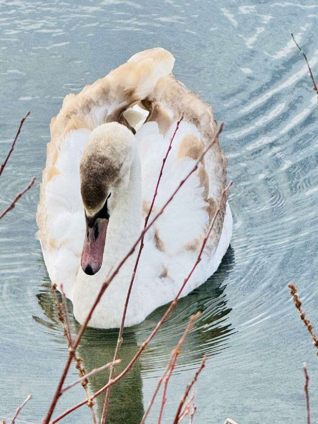 Hafan y Mor Haven - Holiday Accommodation 21215