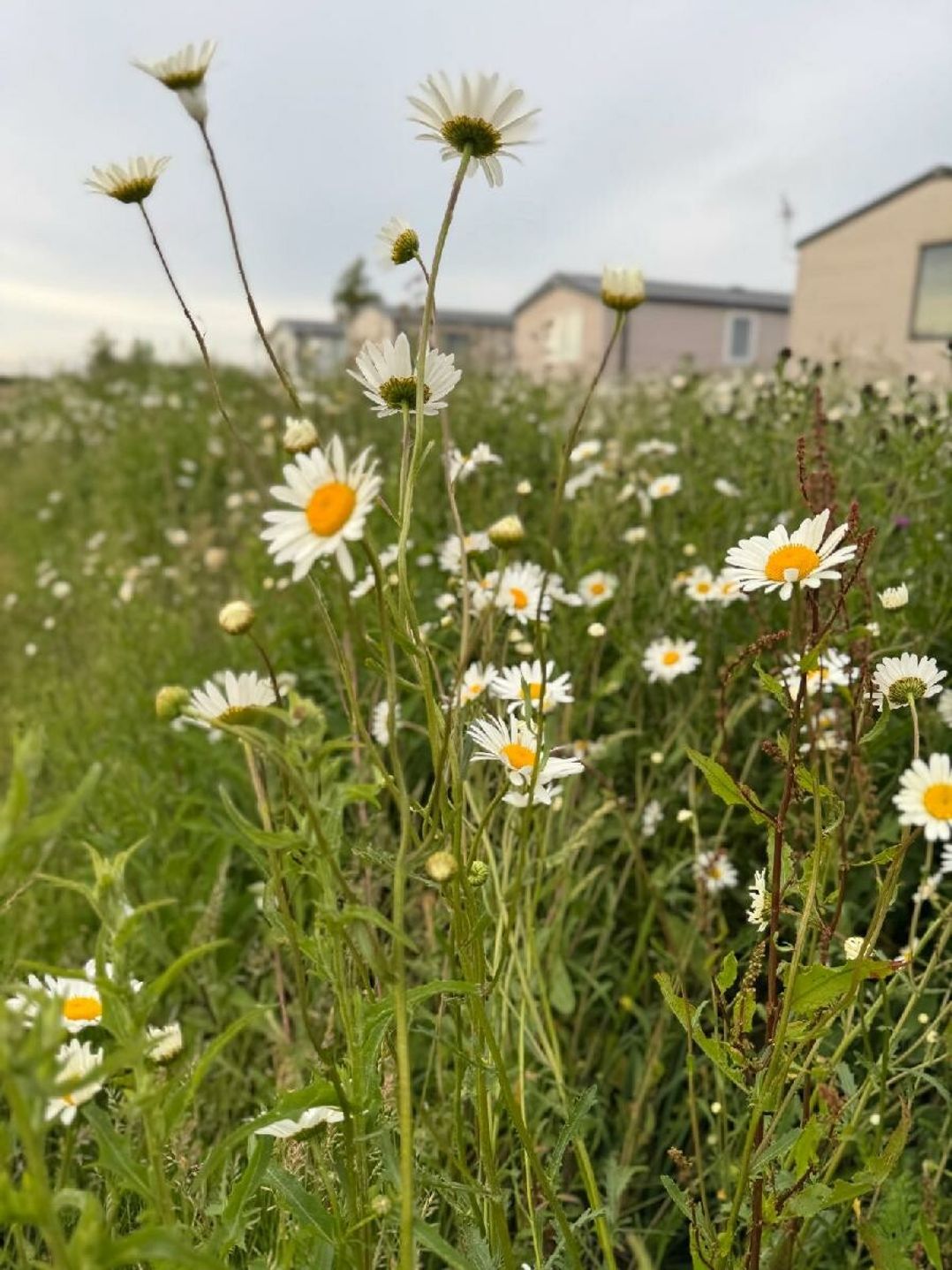 Seal Bay Resort - Holiday Accommodation 22100