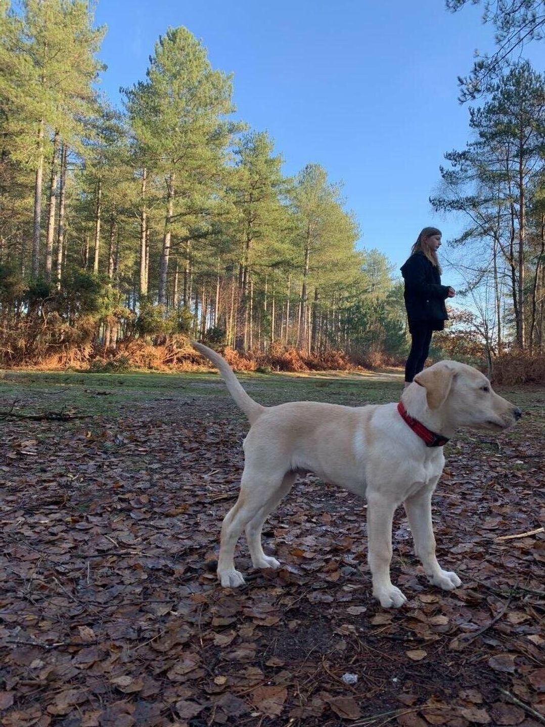 Oakdene Forest Park - Holiday Accommodation 6437