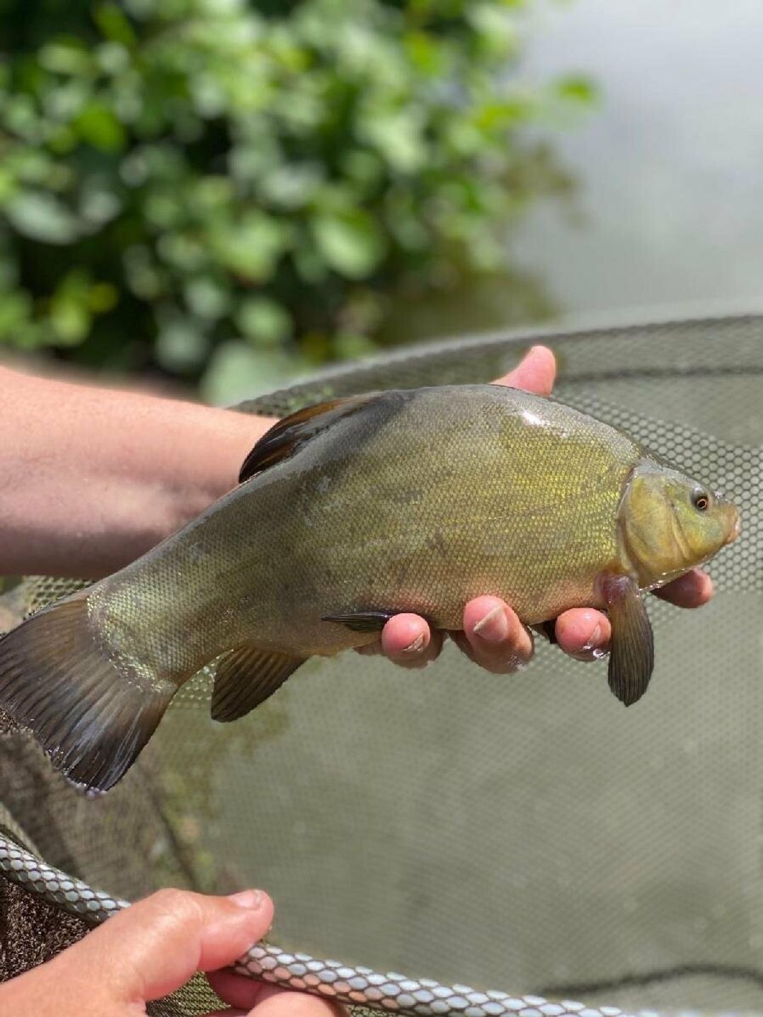 Weeley Bridge Holiday Park - Holiday Accommodation 8674