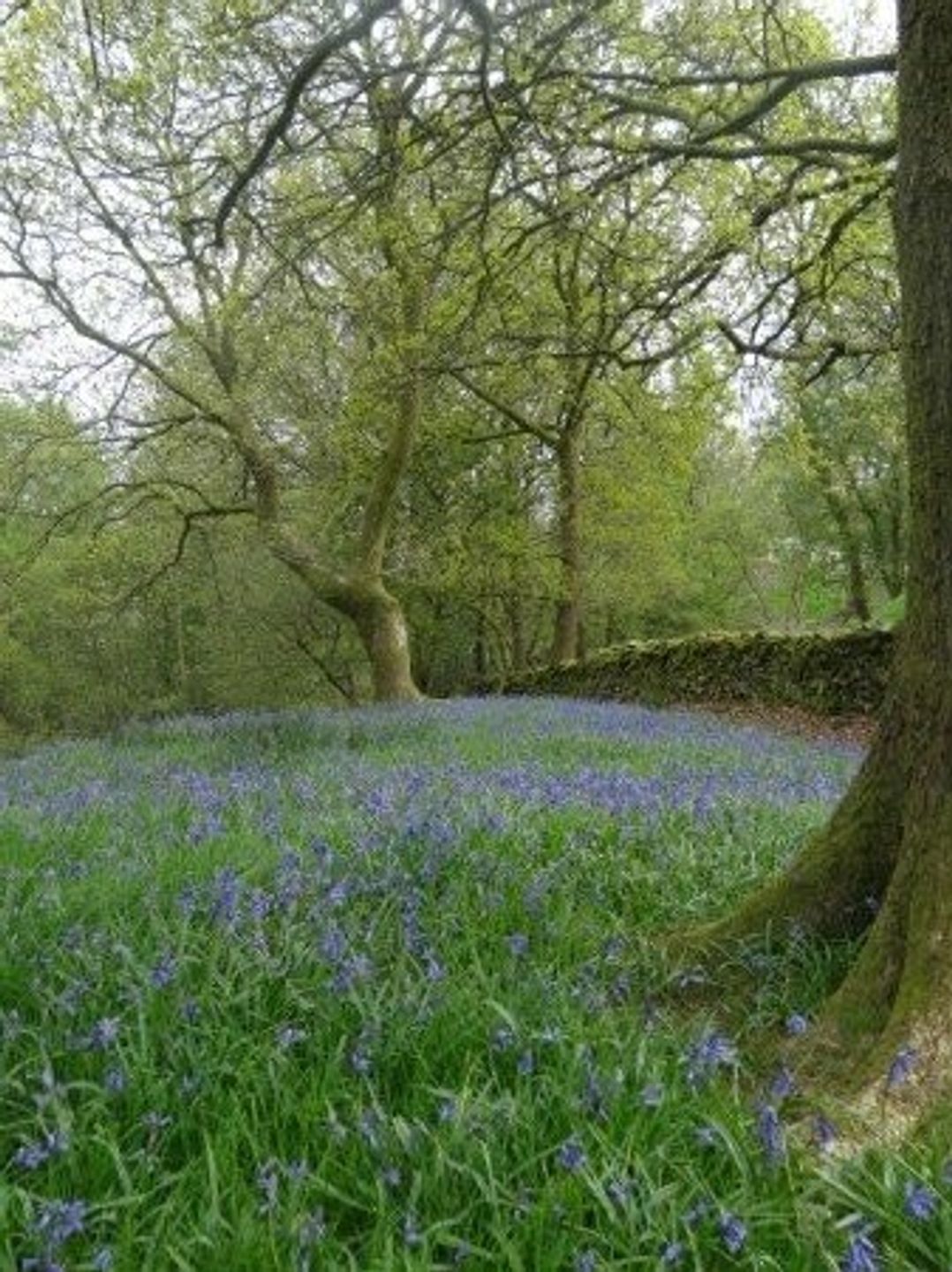 Black Beck Farm - Holiday Accommodation 1541