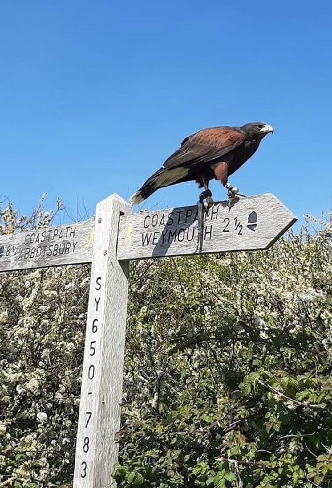 Littlesea Holiday Park - Holiday Accommodation 14565