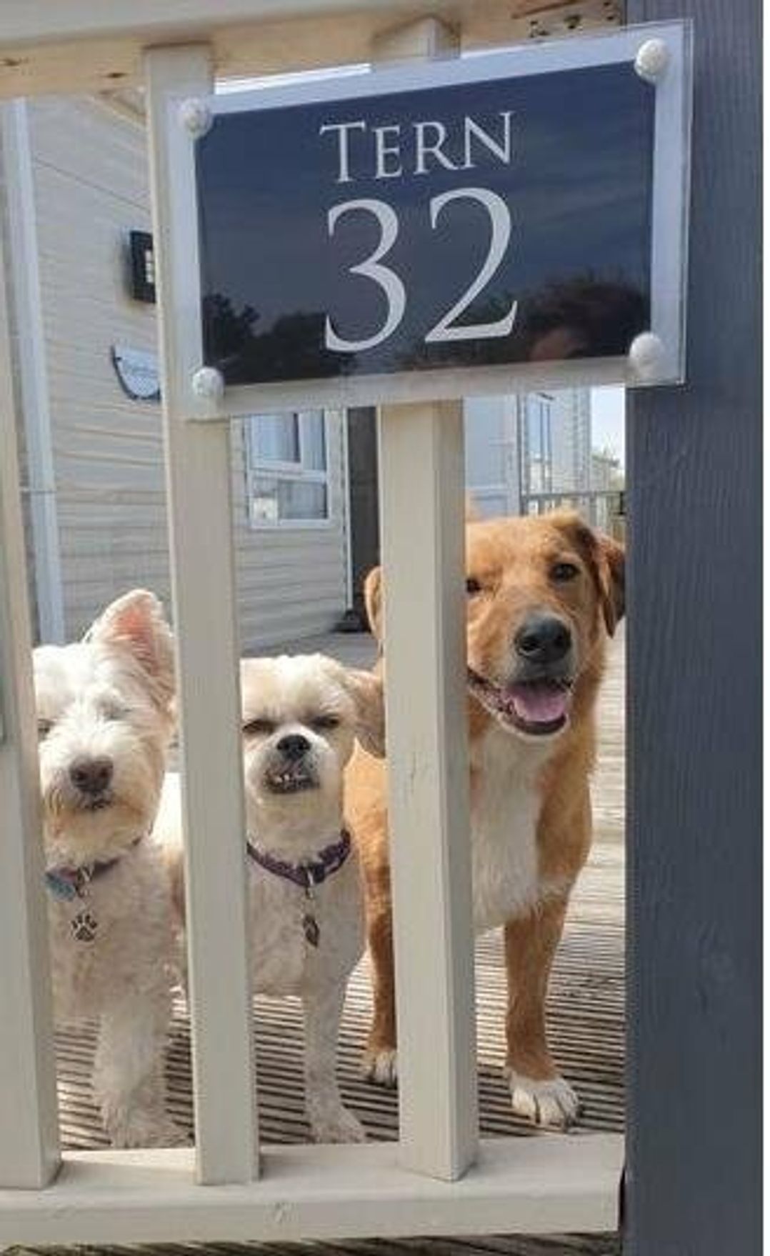 Pinewoods Holiday Park - Holiday Accommodation 19734