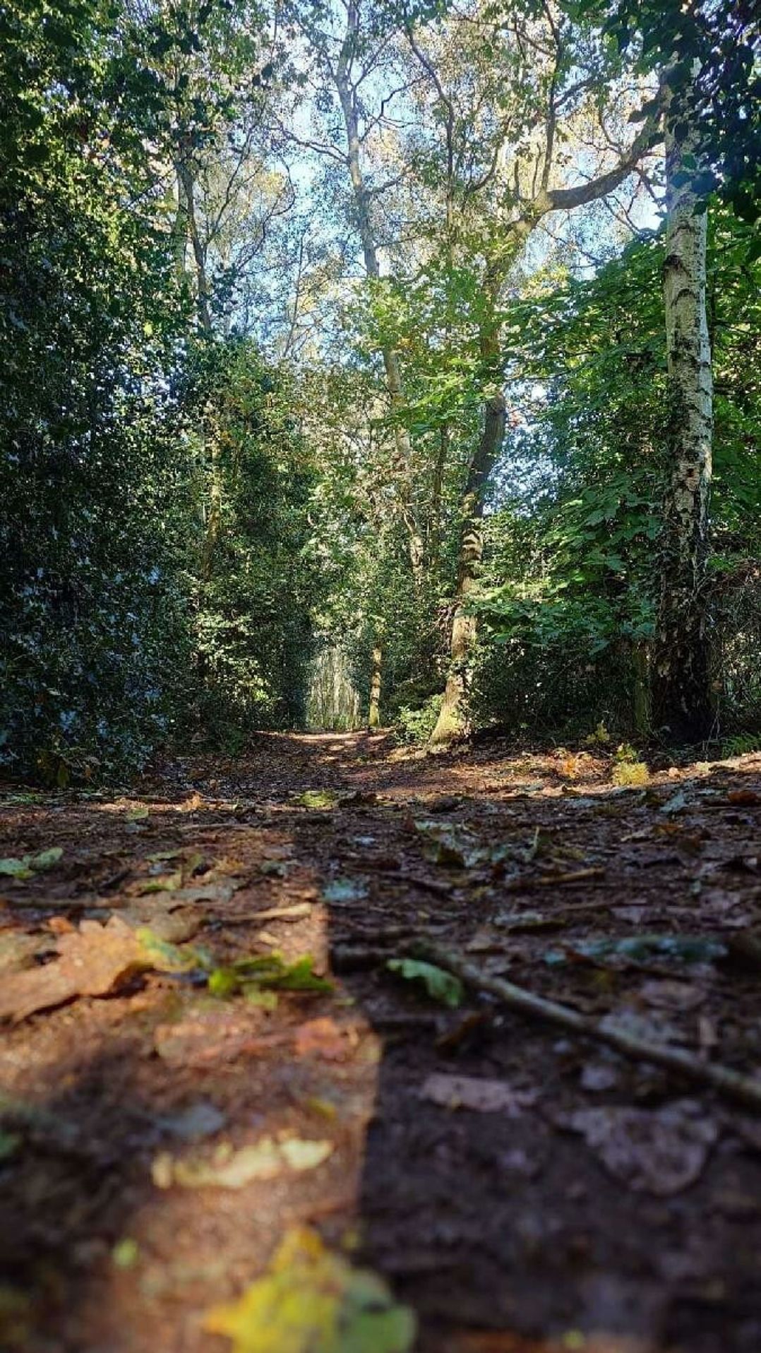 Wild Duck Holiday Park - Holiday Accommodation 18828