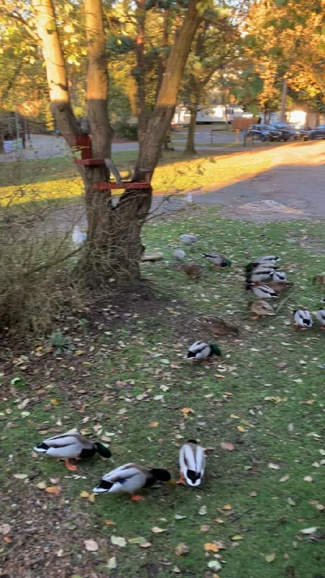 Wild Duck Holiday Park - Holiday Accommodation 10624