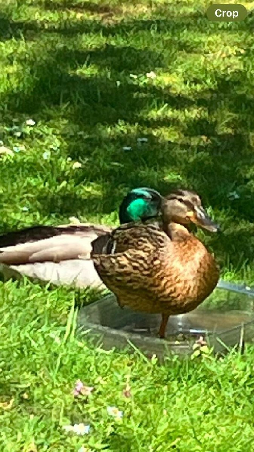 Wild Duck Holiday Park - Holiday Accommodation 10624