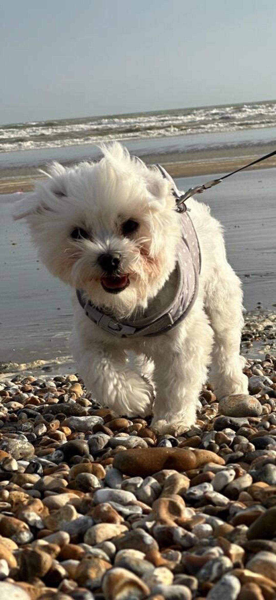 Camber Sands Holiday Park - Holiday Accommodation 19088