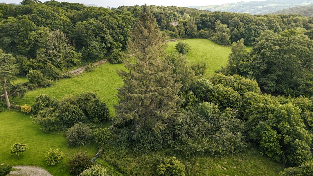 Green Yew