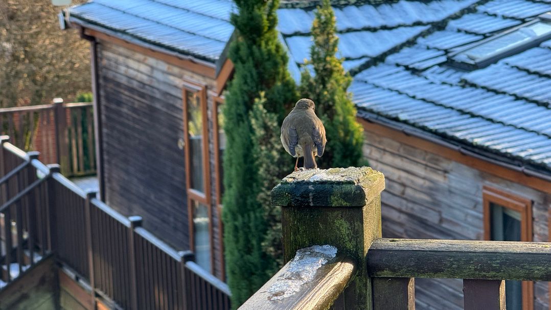 Woodland View 31 - The Hawthorns