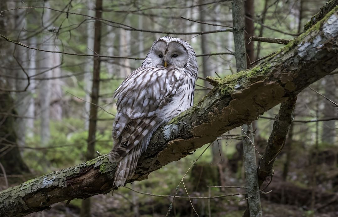 The Tree House in the Woods