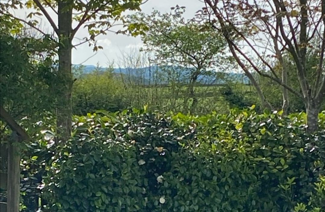 Honeysuckle Rise
