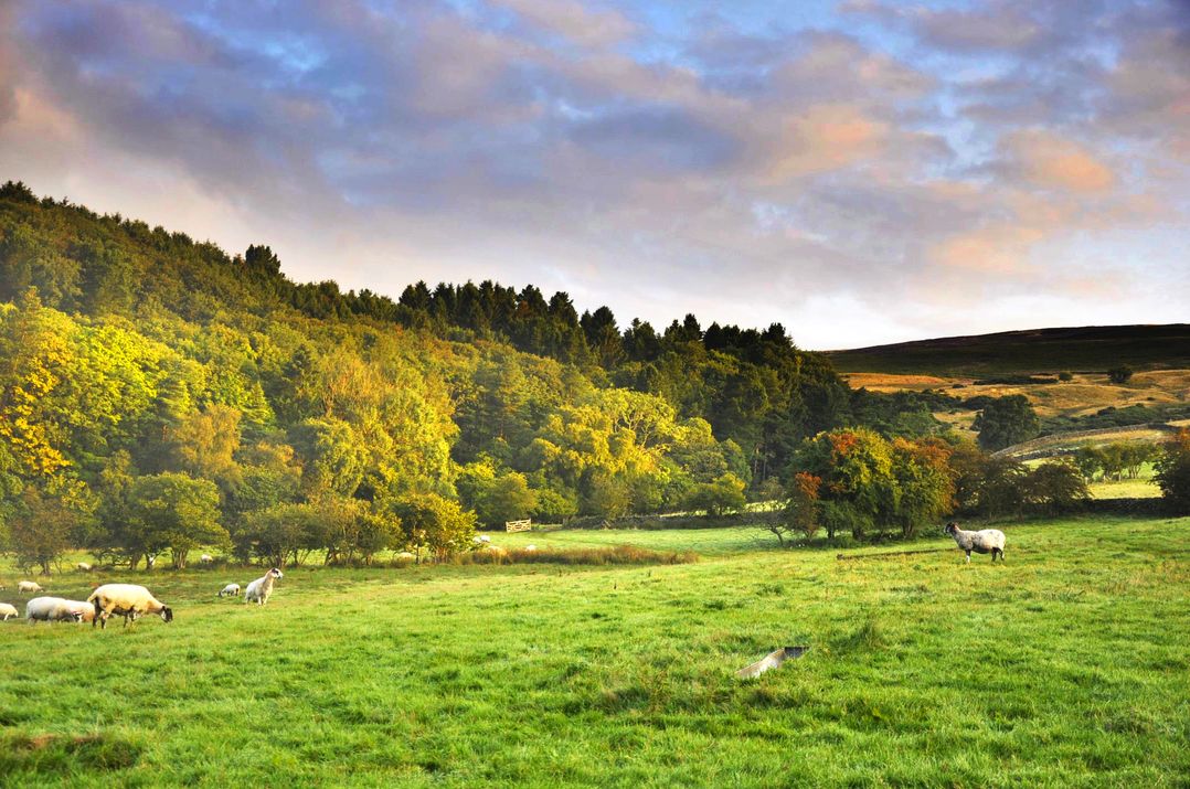 Sheep Cote Shepherds Hut