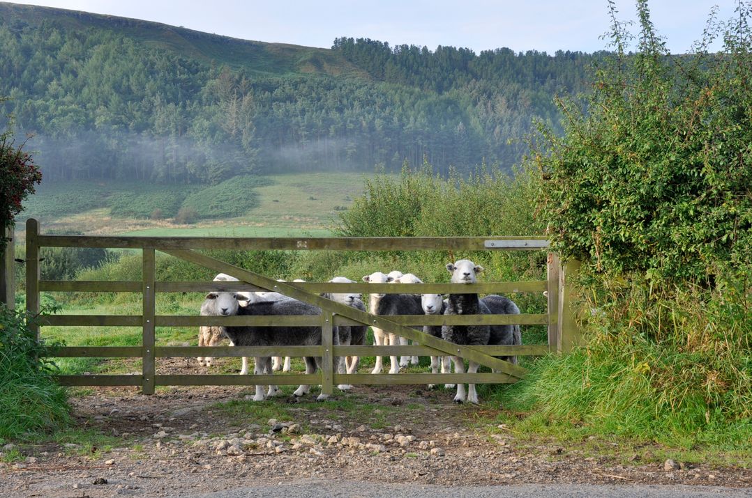 Sheep Cote Shepherds Hut