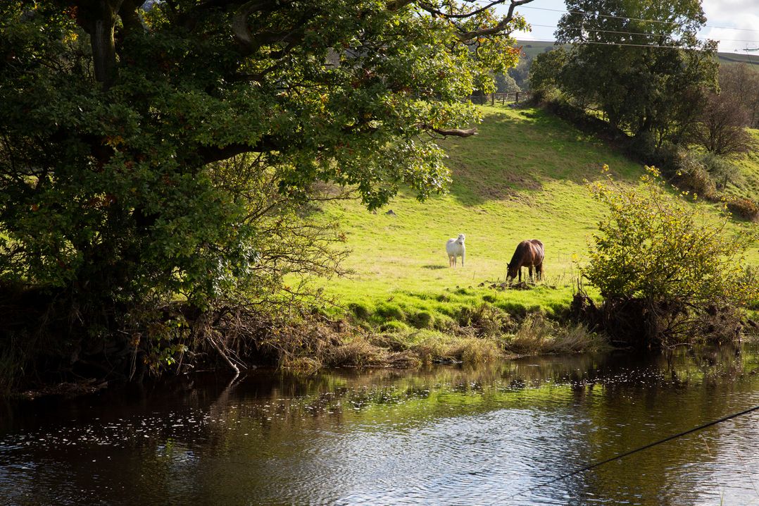 Bwthyn Bach Brefi