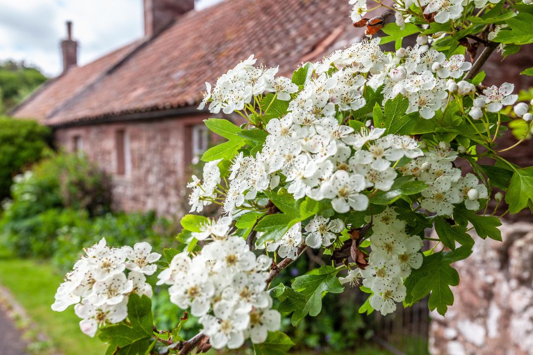 Old Smiddy Cottage