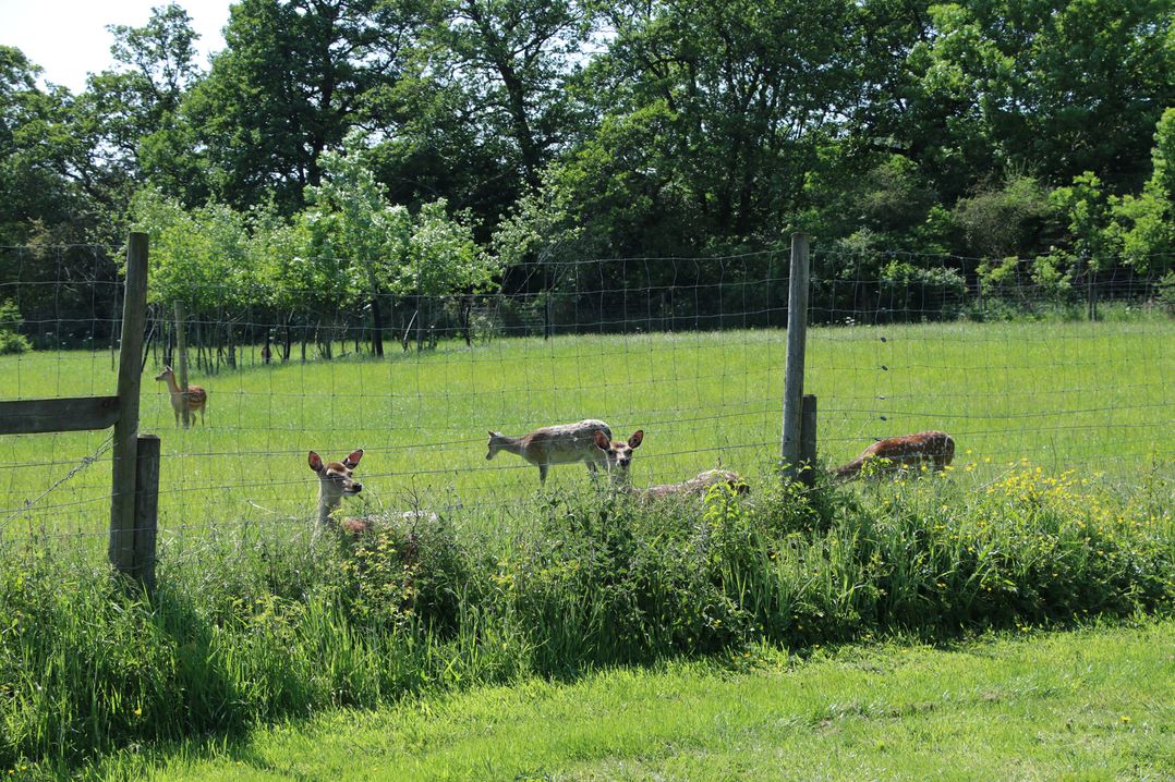 No Deer