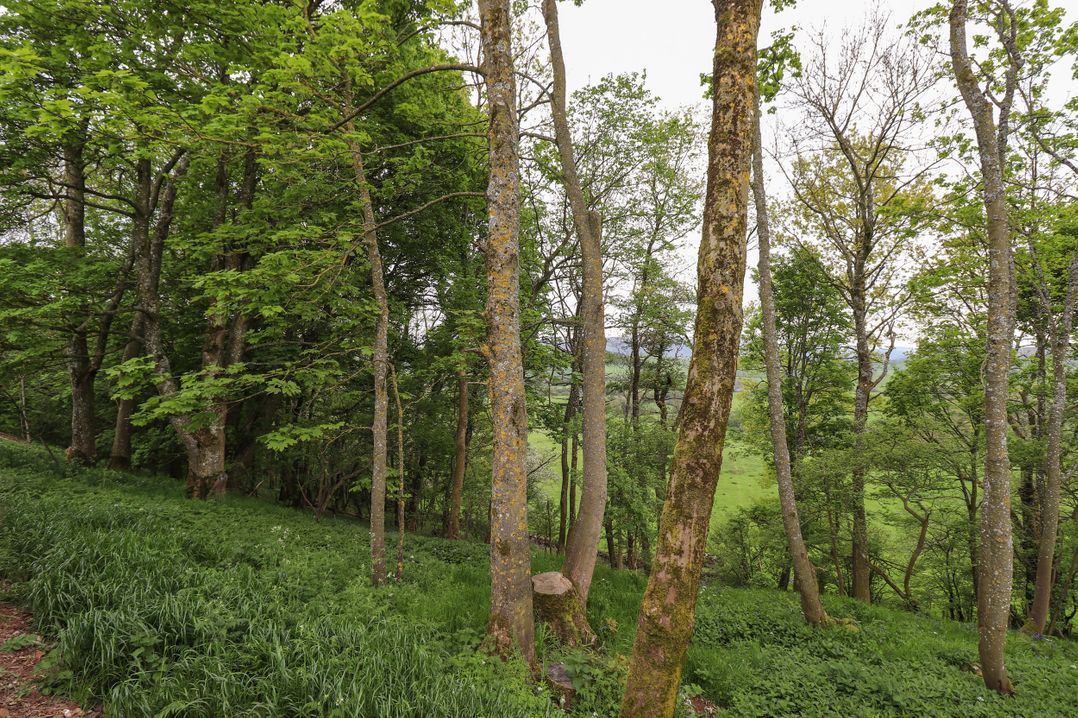 Yew Tree Cabin