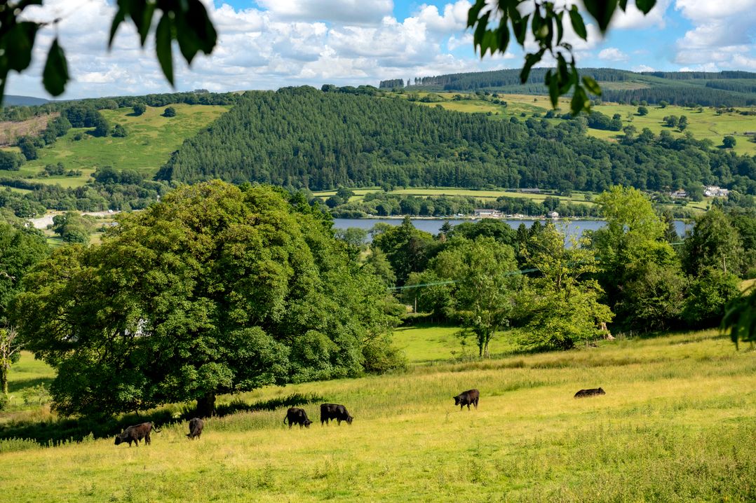 Fron Dderw