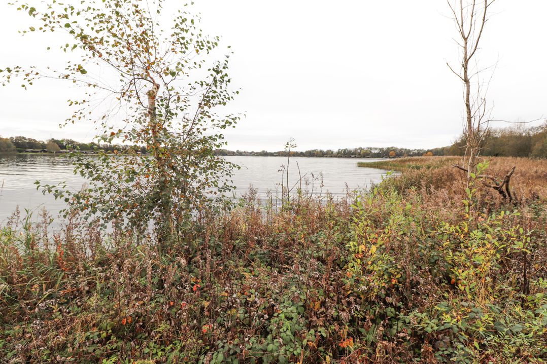 Pine Lake View