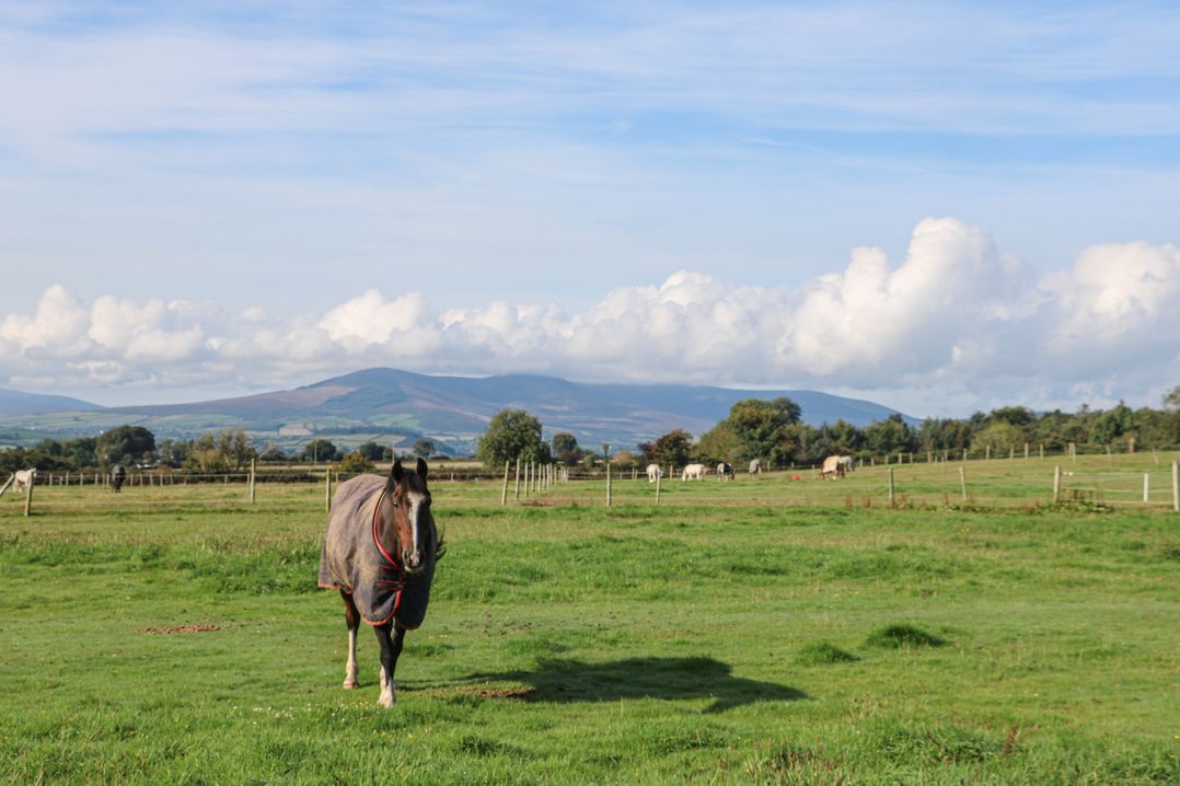 The Lodge Bolinahaney