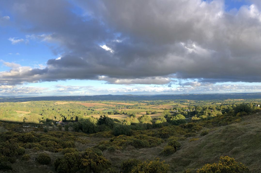 Bumble Bee at 2 Clematis Cottage
