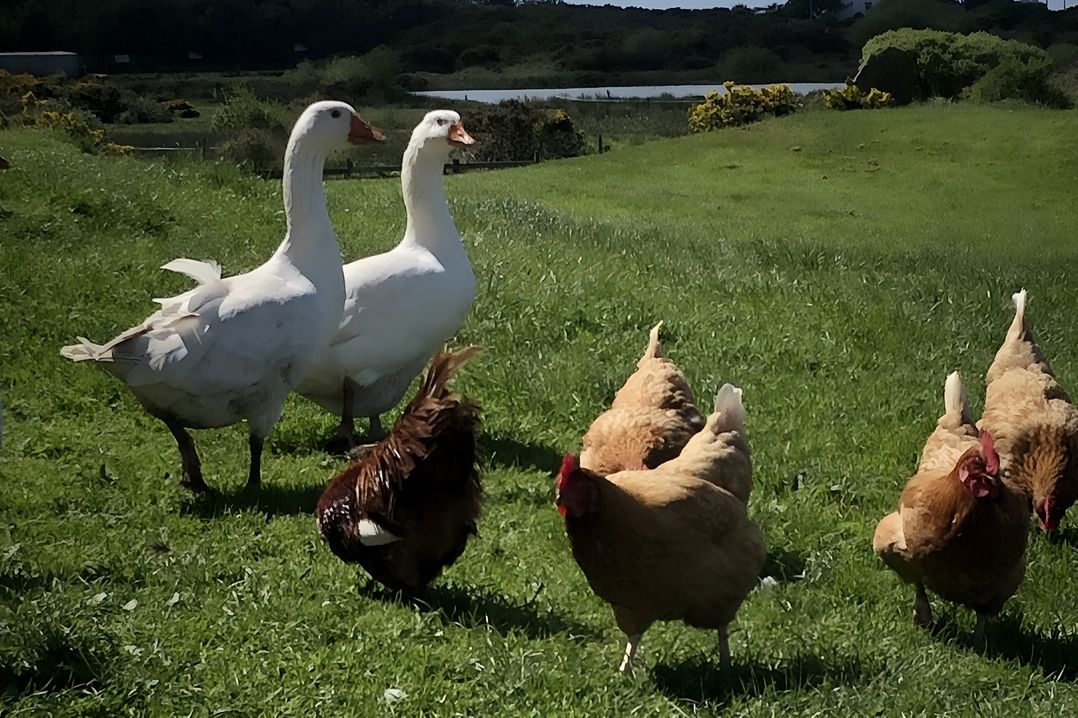 Country Retreat Sleeps 2