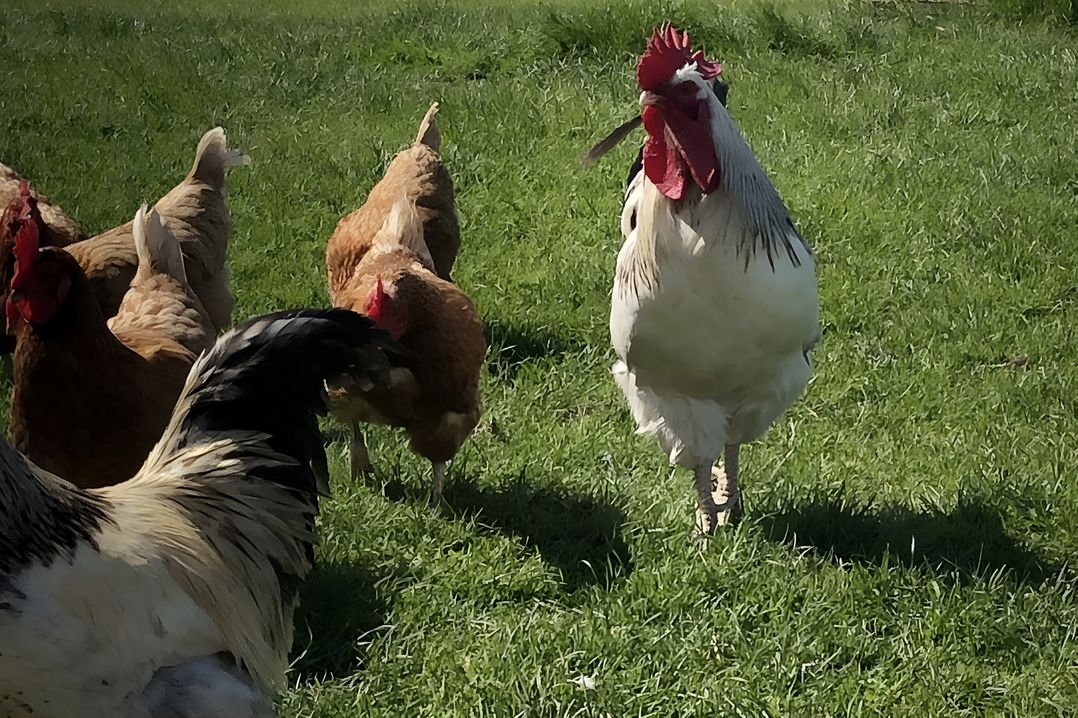 Country Retreat Sleeps 2