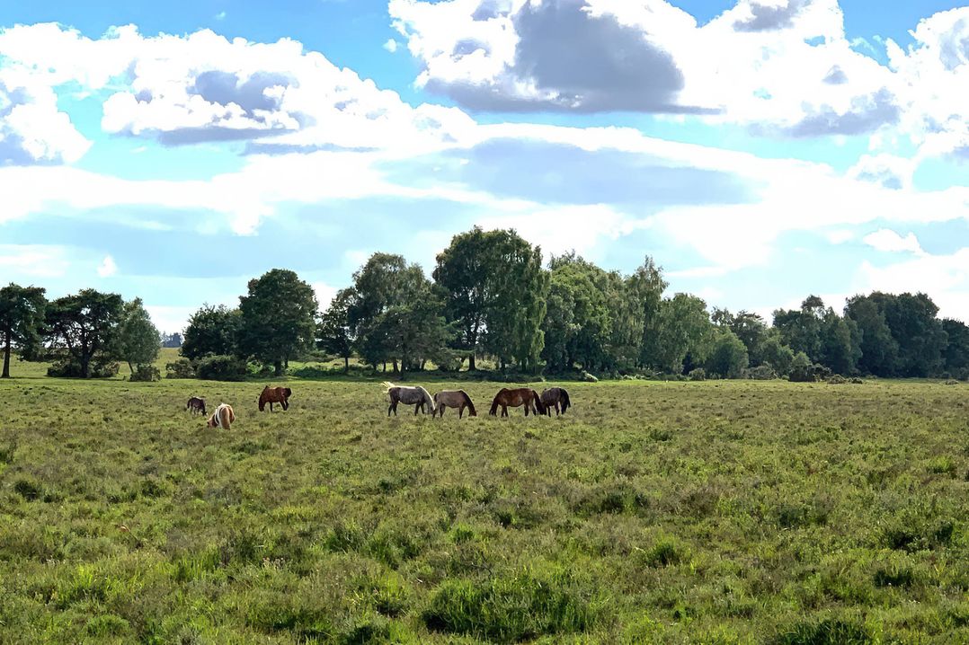 Wilverley
