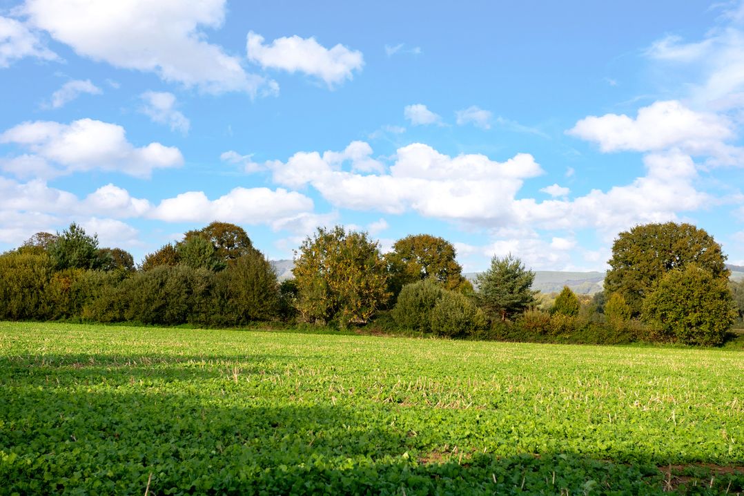 Hambledon Hill Cottage
