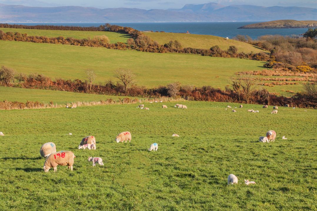 Bryn Ffynnon