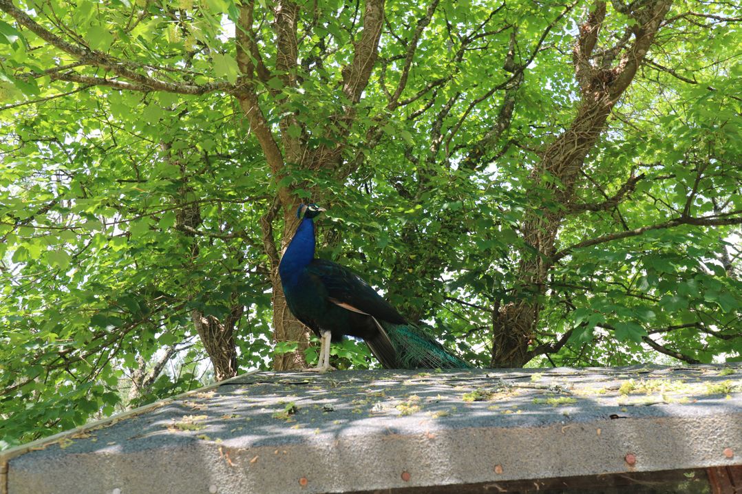 Beggars Roost