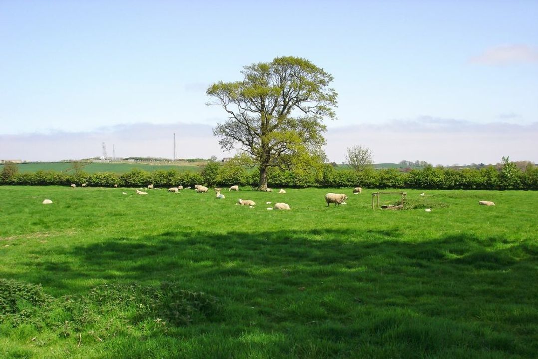 Plumtree Cottage