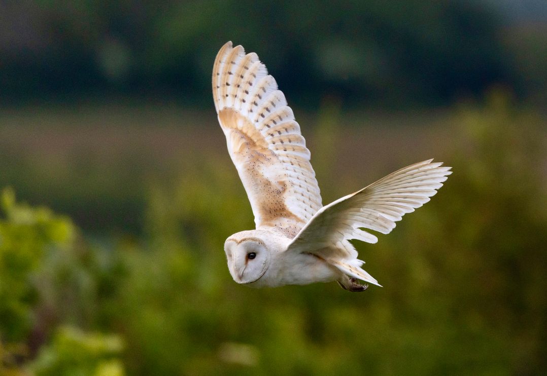 Owl Lodge
