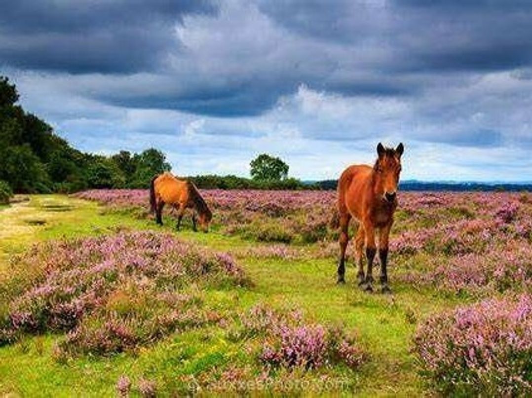 Hoburne Bashley - Holiday Accommodation 17505