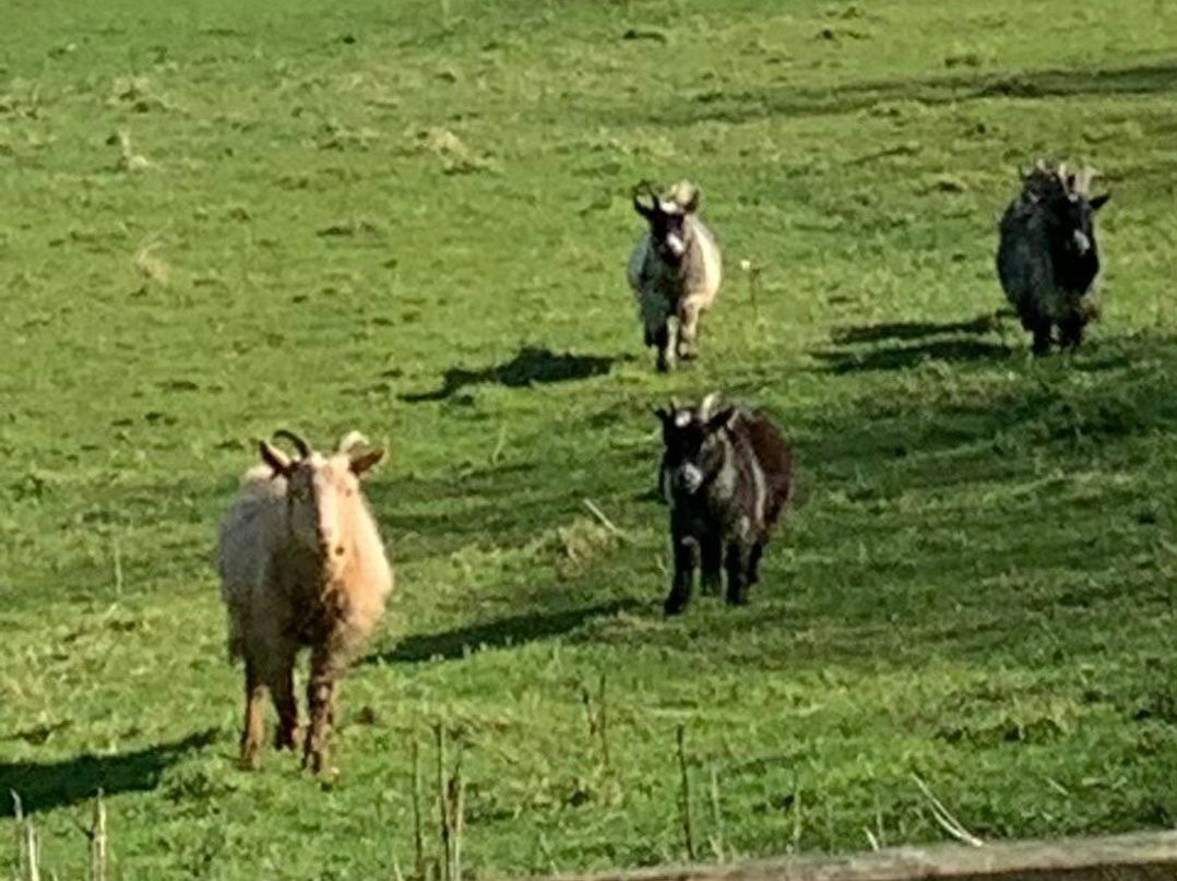 Fell Valley View (private land) - Holiday Accommodation 22240