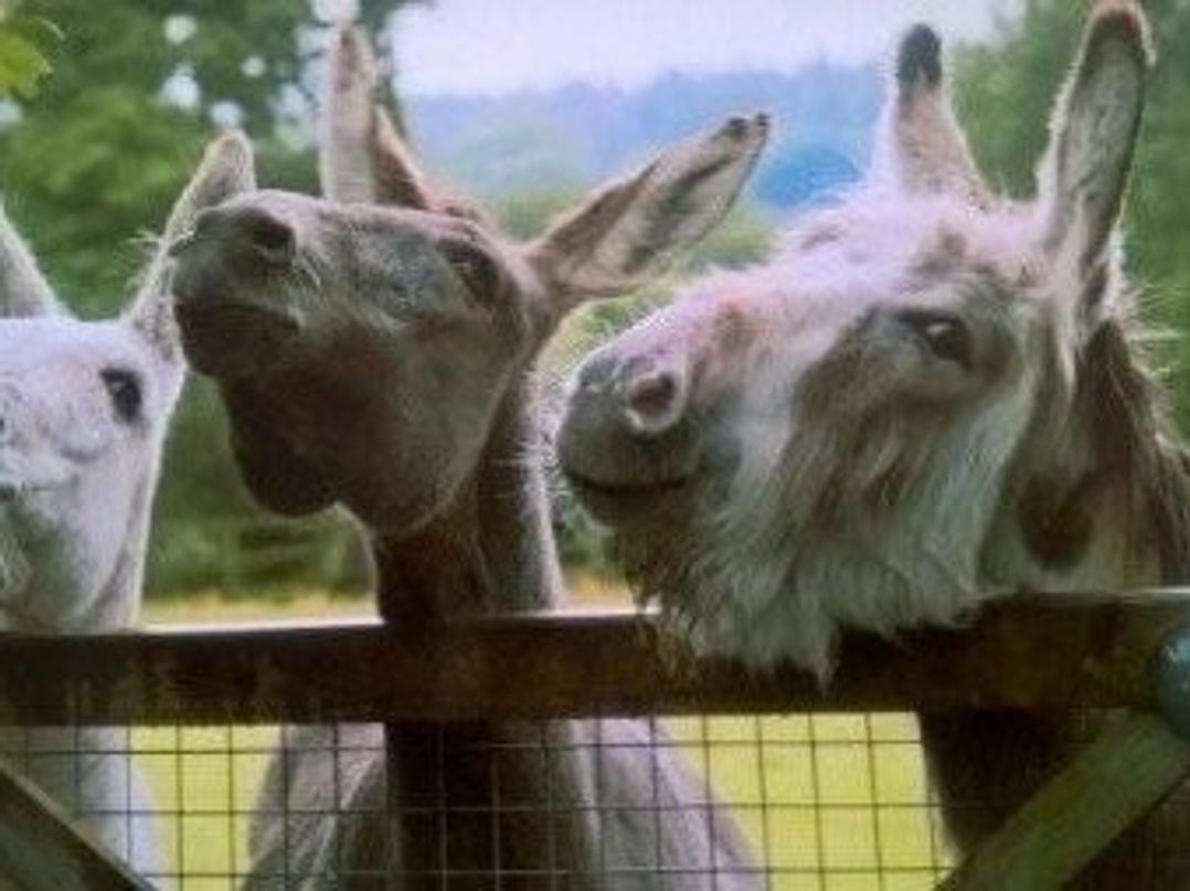 Pwllheli (private land) - Holiday Accommodation 3955